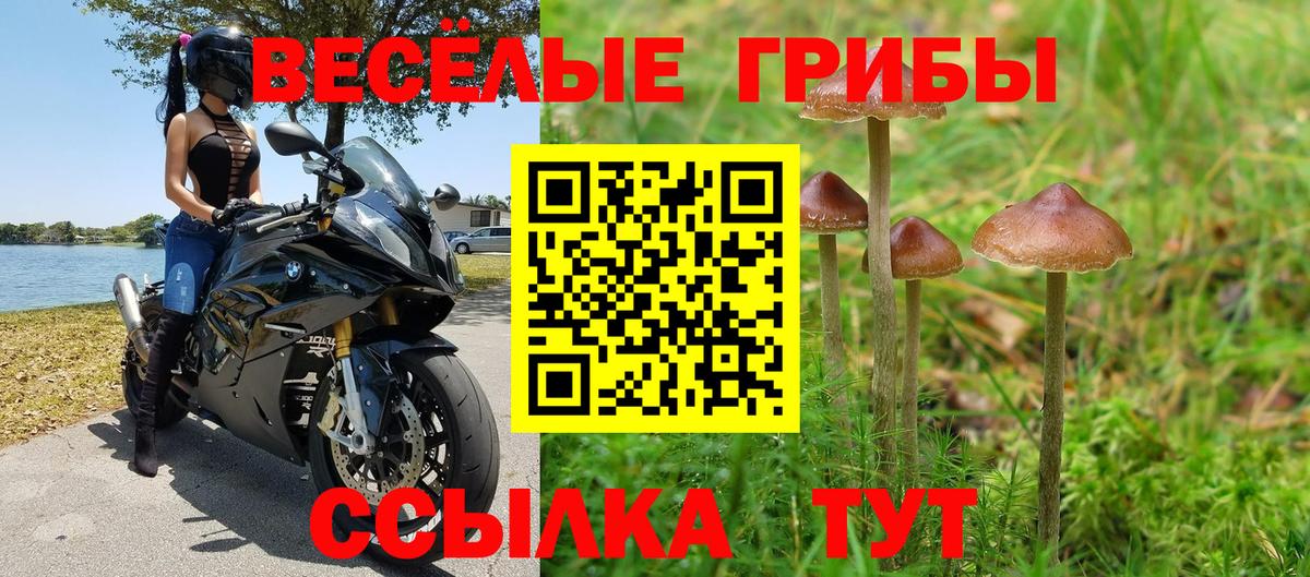 Псилоцибиновые грибы Psilocybine cubensis Ачинск